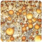 Псилоцибиновые (галлюциногенные) грибы в Красноуфимске Psilocybin "Golden Teacher" Псилоцибиновые (галлюциногенные) грибы в Красноуфимске Psilocybin "Golden Teacher"