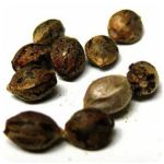 Семена марихуаны АК-47 (Seeds AK-47) в Красноуфимске Семена марихуаны АК-47 (Seeds AK-47) в Красноуфимске